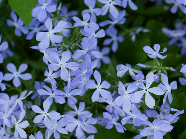 istock background of blue  phlox on the garden 949106774