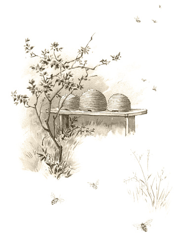 Three old fashioned bee-hives in a row on a wooden bench with groups of honey bees flying around the hives and nearby plants.
From “Nurse’s Memories” written by Charlotte Yonge and illustrated by Frederick Marriott and Florence Maplestone. Published in 1888 by E. & J.B. Young & Co, New York and printed in London by Eyre & Spottiswoode.