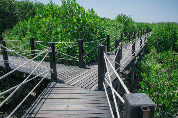 istock Mangrove forest and wooden bridge 949107048