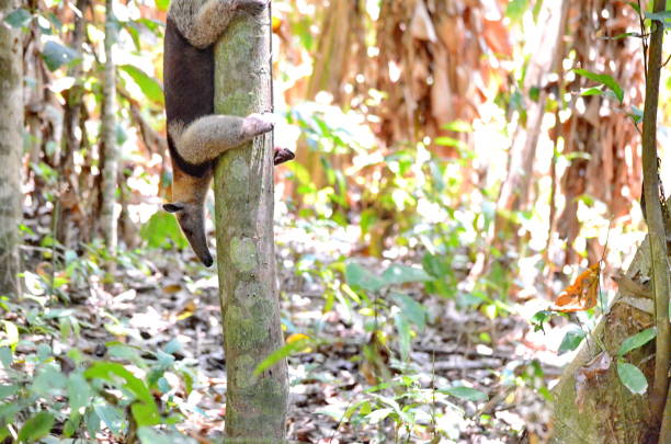 Anteater in the wild, Costa Rica