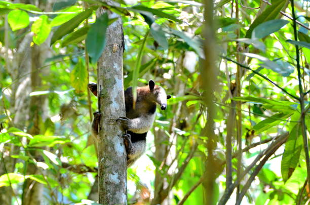 Anteater in the wild Anteater in the wild, Costa Rica Giant Anteater stock pictures, royalty-free photos & images