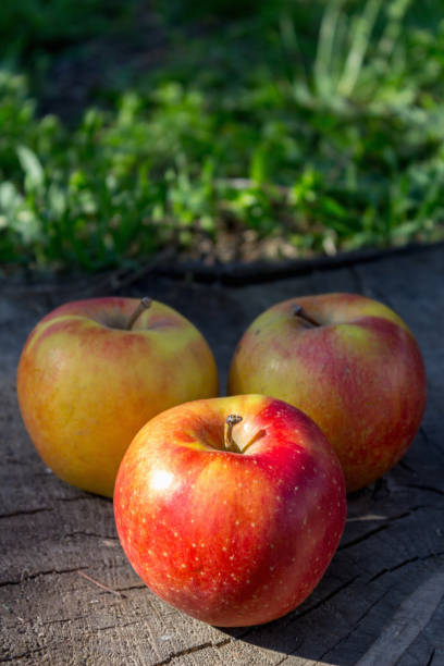istock Ripe red apples in nature background 949110656