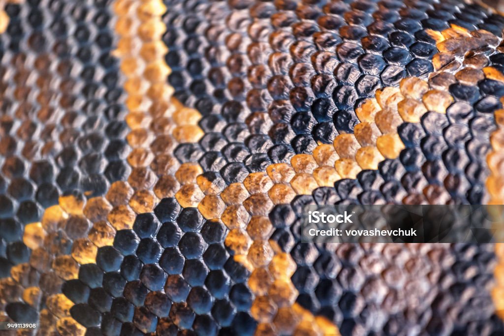 anaconda skin texture anaconda skin as a texture Aggression Stock Photo