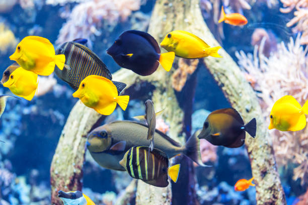 istock aquarium with exotic fishes 949114152
