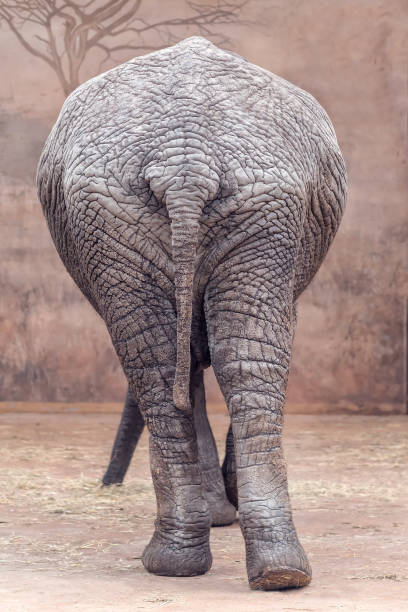 istock portrait of elephant's ass 949114318