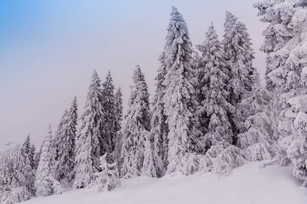 istock snow covered firs and fog 949114430