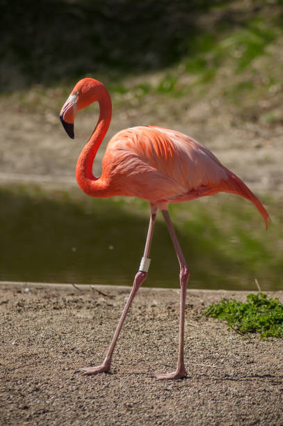 istock pink flamingo at the zoo 949115060