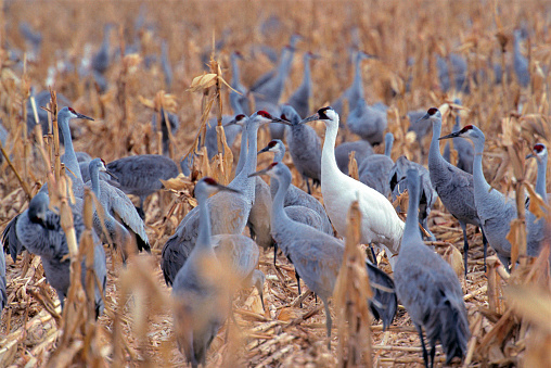 A lone Whooping Crane stands amidst a flock of Sandhill Cranes in a corn field at the Bosque del Apache National Wildlife Refuge in New Mexico.