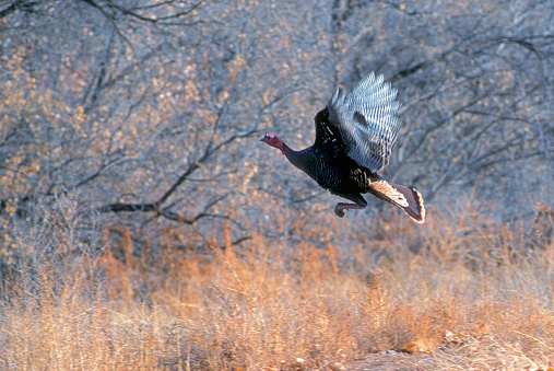 A Wild Turkey flies across a road in New Mexico.