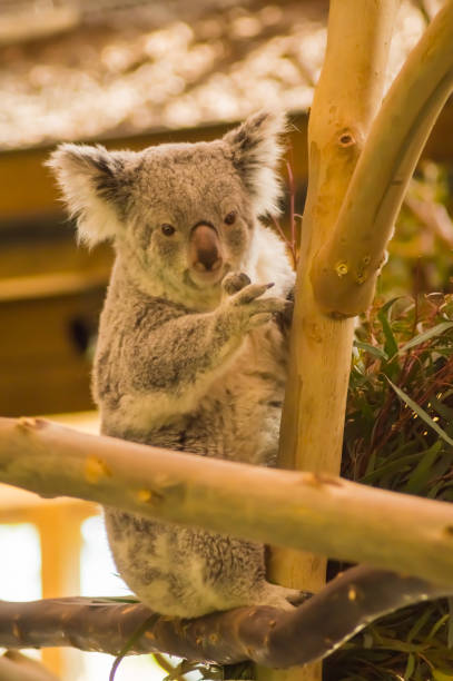 istock Koala sitting on a branch near eucalyptus leaves 949119012