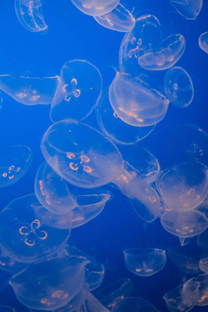istock Jellyfish in Monterey aquarium 949119256