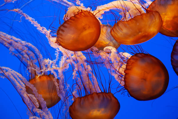 istock Jellyfish in Monterey aquarium 949119288