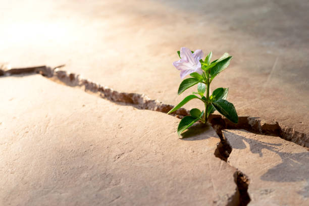istock Plant floor up crack growing concept. 949120444
