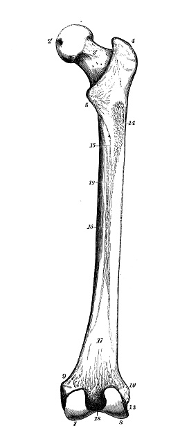 Antique illustration of human body anatomy: Femur