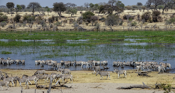 Herds of African zebra water themselves at the Boteti Riverduring their migration at the Makgadikgadi Pans National Park in Botswana, Africa.