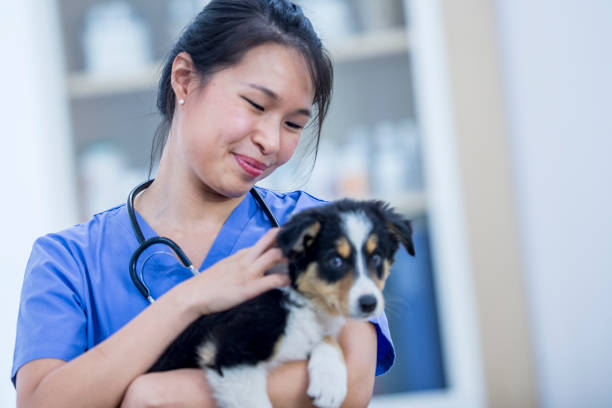 istock Vet Petting A Puppy 949133988