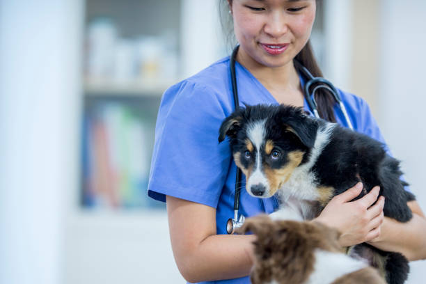 istock Vet Holding A Puppy 949134128