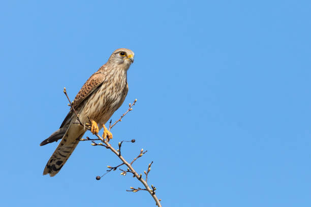 weiblichen turmfalken (falco tinnunculus) sitzen auf einem baum - kestrel hawk beak falcon stock-fotos und bilder