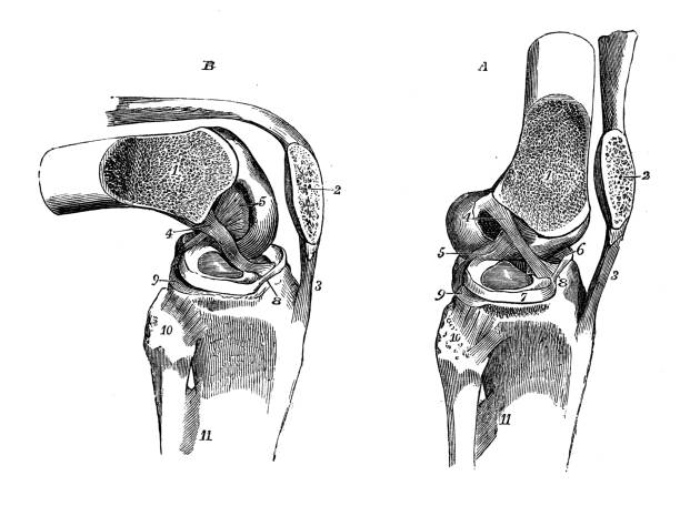 인체 해부학의 그림 골동품: 무릎 관절 - pencil drawing drawing anatomy human bone stock illustrations