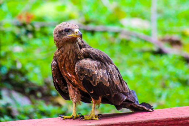 Aquila Eagle Bird stock photo