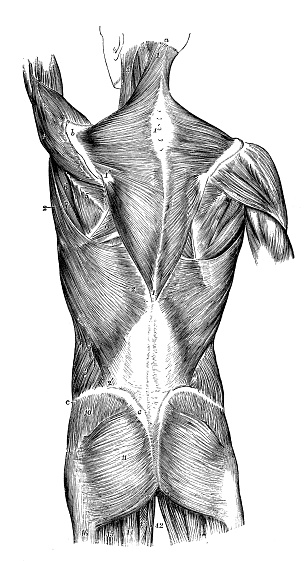 Antique illustration of human body anatomy: Back muscles