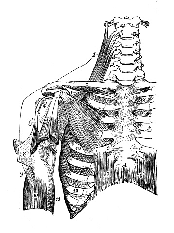 Antique illustration of human body anatomy: Shoulder muscles