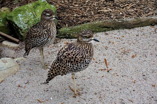 Two spotted thick-knees standing in the sand