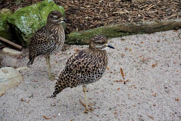 dwa plamiste grube kolana w piasku - stone curlew zdjęcia i obrazy z banku zdjęć