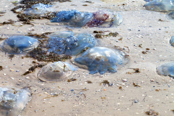 istock Dead jellyfish (Rhizostoma) washed ashore on sand beach 949140926