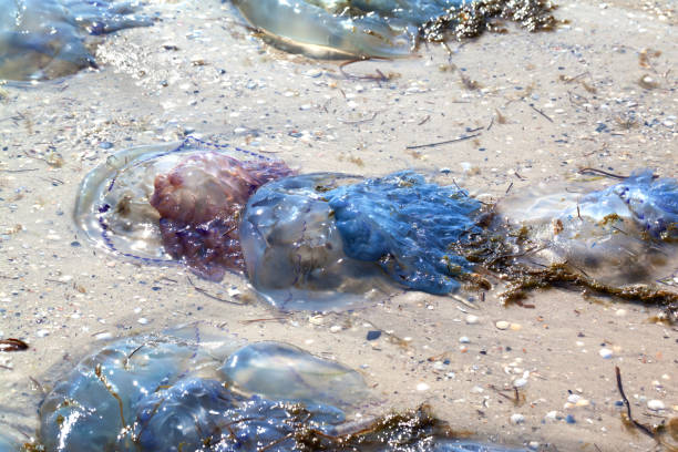 istock Dead jellyfish (Rhizostoma) washed ashore on sand beach 949140970