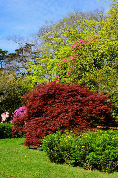 istock Beautiful garden with flowers, vegetation and trees 949143444