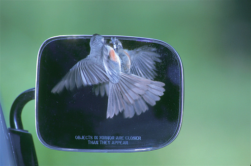 A male Tufted Titmouse fights with its reflection in a pickup truck mirror in Michigan.