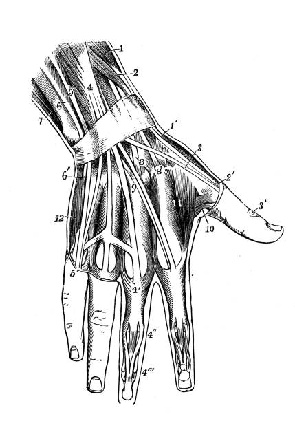 ilustraciones, imágenes clip art, dibujos animados e iconos de stock de antigua ilustración de la anatomía del cuerpo humano: músculos de la mano - pencil drawing drawing anatomy human bone