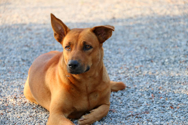 pomarańczowy brązowy pies kładąc się na żwirowej podłodze w słońcu rano. - dog lying down tired street zdjęcia i obrazy z banku zdjęć