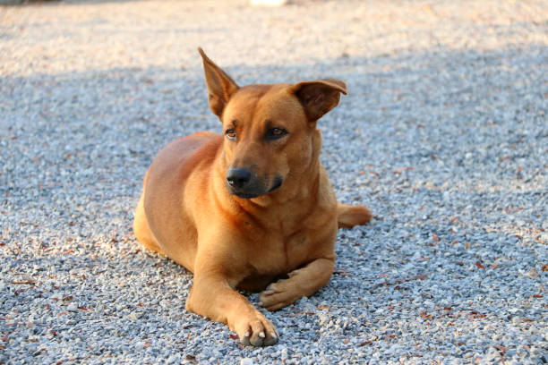 pomarańczowy brązowy pies kładąc się na żwirowej podłodze w słońcu rano. - dog lying down tired street zdjęcia i obrazy z banku zdjęć