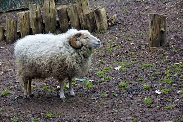istock White Ouessant sheep standing in the mud 949145798
