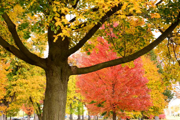 istock Autumn Colors in Michigan 949145850