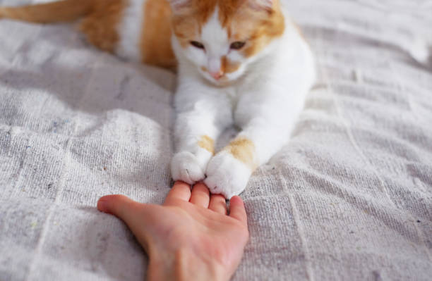 Friendship between human and cat. Paws are on the hand