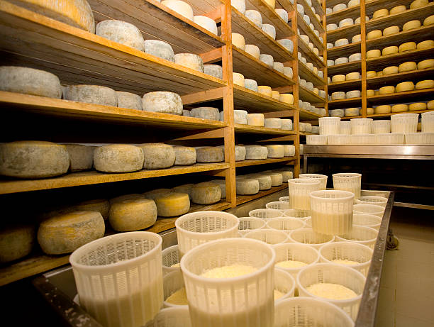 pecorino di farindola stagionatura del - formaggio di pecora foto e immagini stock