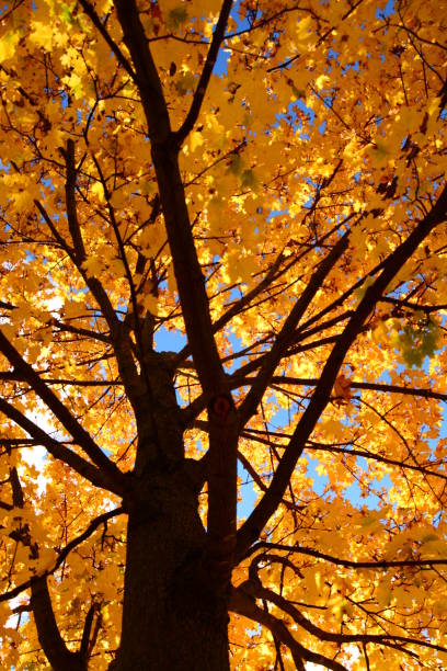 istock Autumn Colors in Michigan 949150732