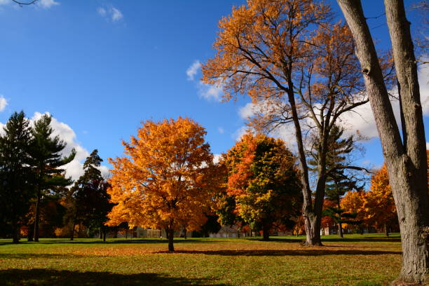 istock Autumn Colors in Michigan 949151162