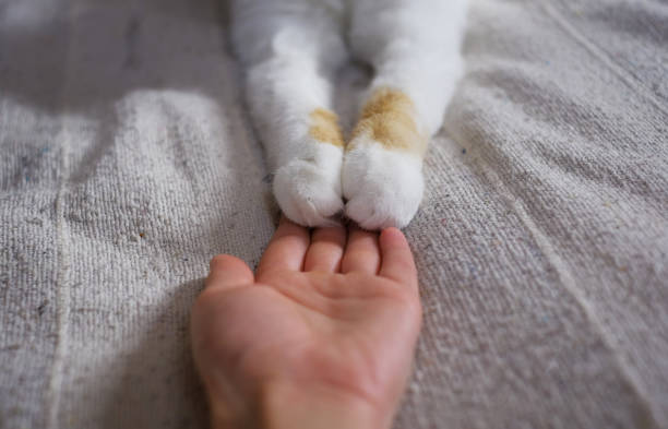 istock Friendship between human and cat. Paws are on the hand. 949152280