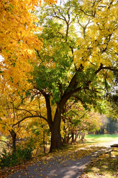 istock Autumn Colors in Michigan 949152558
