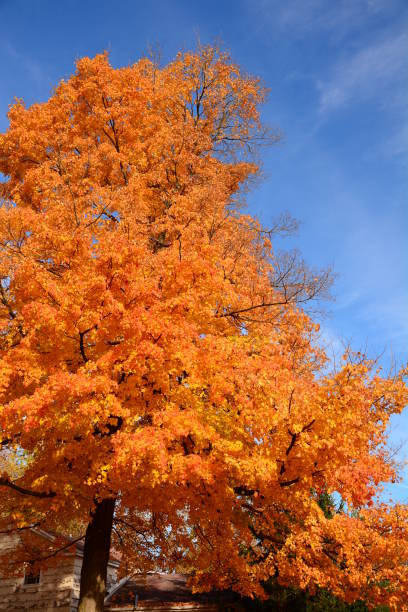 istock Autumn Colors in Michigan 949152856