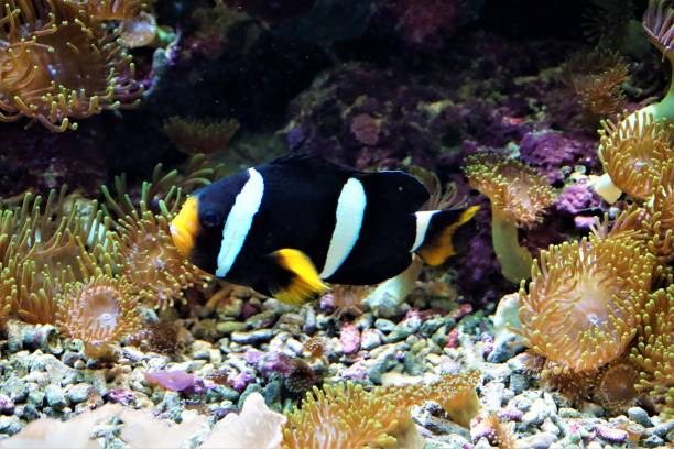 クラークのカクレクマノミ サンゴ礁で泳ぐ - sub tropical climate ストックフォトと画像
