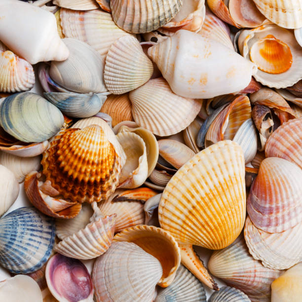 istock Variety of seashells 949152976
