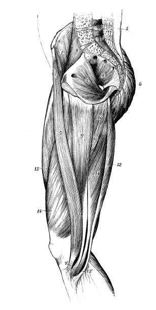 antyczne ilustracje ludzkiej anatomii ciała: mięśnie nóg - human muscle the human body anatomy body stock illustrations