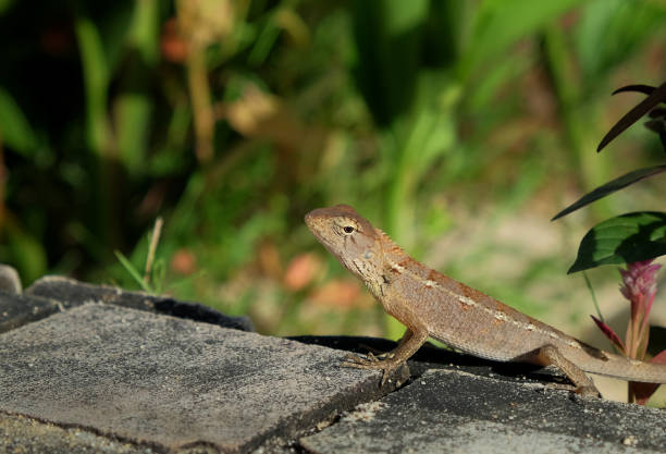 House lizard or little gecko under plant