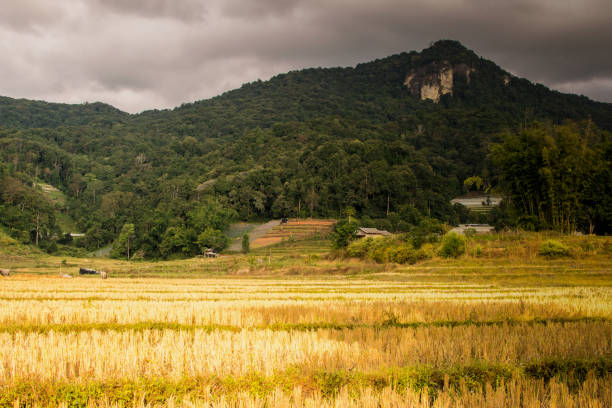 istock Yellow field And beautiful mountain views. 949154254