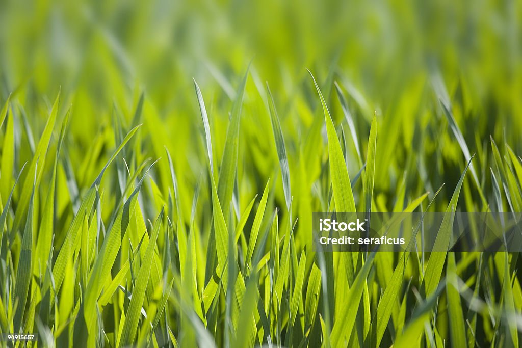 Трава растет весной - Стоковые фото Без людей роялти-фри